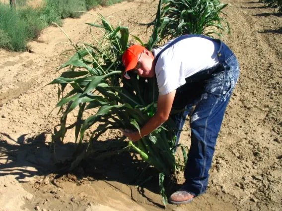 Man harvesting corn