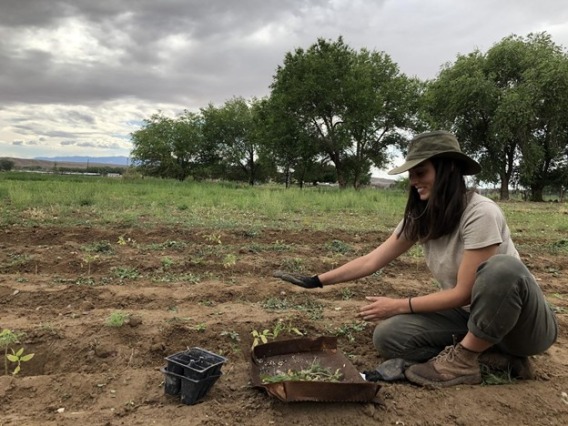 Alex Trahan planting tomatoes in Shiprock, NM