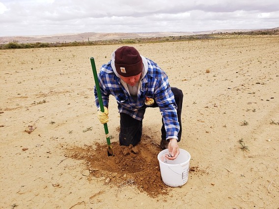 Michael Kotutwa Johnson plants corn on the Hopi reservation in Oraibi Valley between second and third mesa. (Photo/MIchael Kotutwa Johnson)