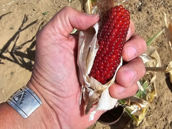 Corn Mother
