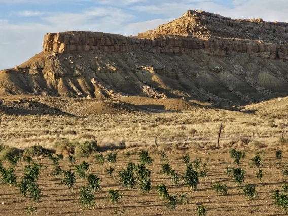 Hopi corn fields