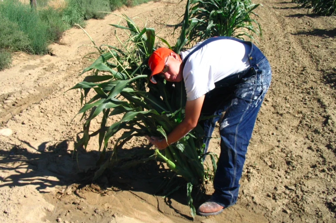 Man harvesting corn