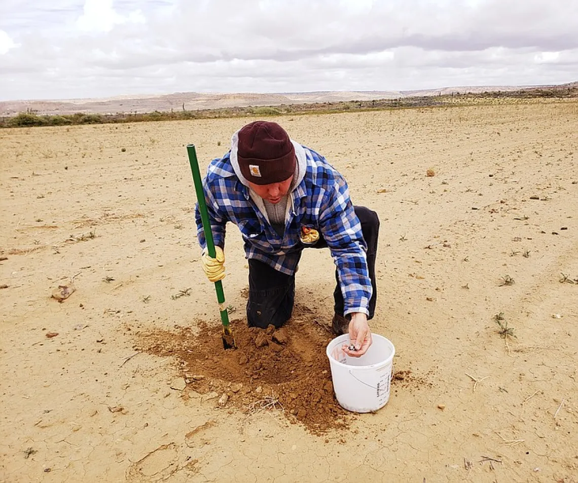 Michael Kotutwa Johnson plants corn on the Hopi reservation in Oraibi Valley between second and third mesa. (Photo/MIchael Kotutwa Johnson)