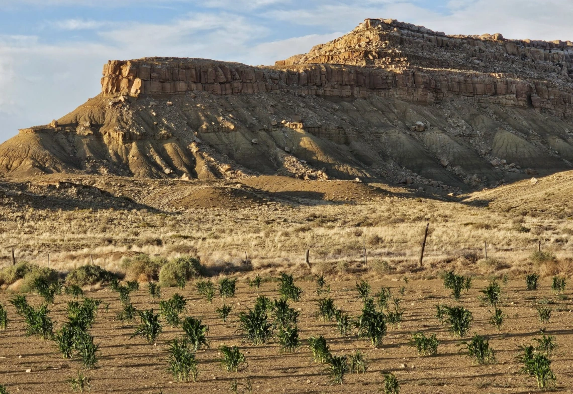 Hopi corn fields