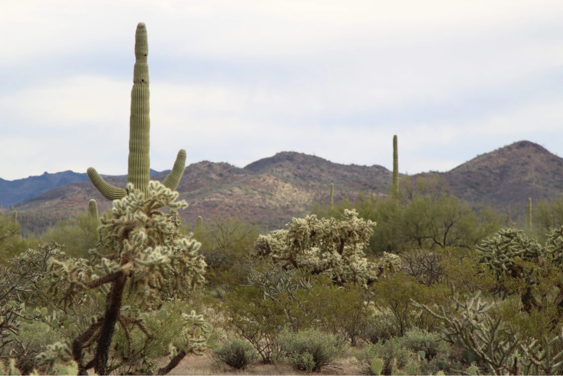A saguaro cactus and other desert foliage among a mountain backdrop.