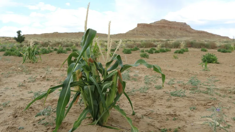Corn Crop