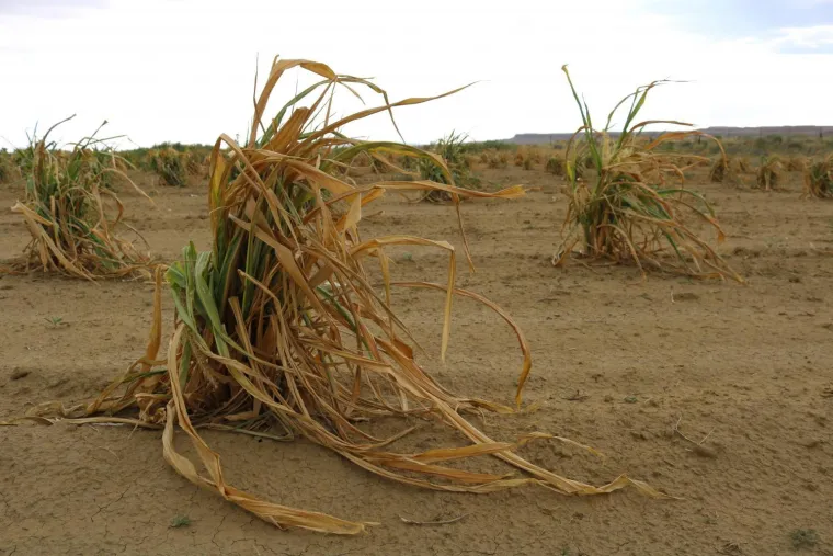 Heat Stressed Corn Husk