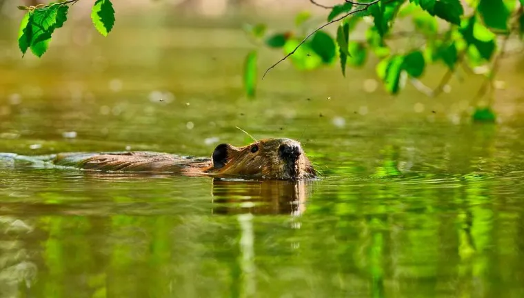 Beaver