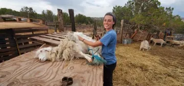 Alex Trahan learns about shearing sheep with Sixth World Solutions