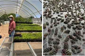 Hoop house and drying cactus fruit 