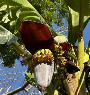 Leaves and fruit