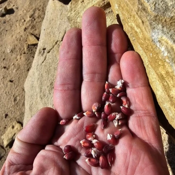 Ancestral Corn Seeds