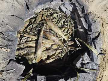 Roasted corn